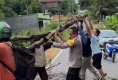 Aksi Spontan Wakapolres Prabumulih Kompol Eryadi, Bantu Evakuasi Pohon Tumbang