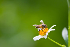 Banyak yang Belum Tau, Ternyata Ini 6 Manfaat Lebah yang Harus di Ketahui