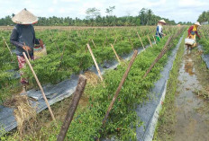 Kendalikan Inflasi Muba, Cetuskan Program GEMERA.lni 6 Imbau Apriyadi ke OPD dan Camat