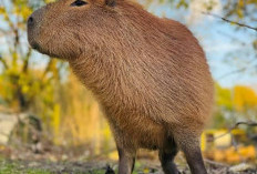 Studi: Hewan yang Hidup Bersosialisasi Bisa Berumur Lebih Panjang, Termasuk Capybara Si 'Masbro'?