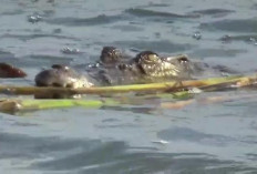 Viral! Penampakan Buaya di Sungai Musi, Warga Diimbau Berhati-hati