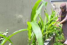Penuhi Pakan Burung, Zia Sulap Lahan Kosong Jadi Kebun Jagung