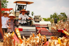 Produksi Jagung Nasional Naik 11,18 Juta Ton: Polri Motor Penggerak - Kelola 819 Ribu Hektare, Libatkan 858 Ri