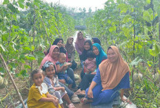 Kebun Melon Jadi Destinasi Hits, Desa Kemang Tanduk Buktikan Ketahanan Pangan Bisa Jadi Wisata