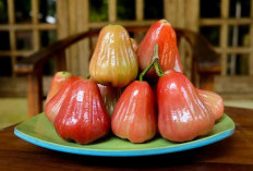 Sumber Vitamin C Hingga Membantu Menurunkan Kolesterol, Ini 5 Manfaat Jambu Air Untuk Kesehatan