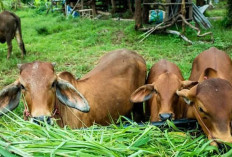 Idul Adha Sebentar Lagi, Sebaiknya Jangan Kalap Konsumsi Daging Jika Tak Ingin Kesehatan Terganggu