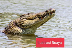 Warga Desa Belanti Resah, Buaya Muncul di Sungai Komering, Begini Reaksi Mereka!