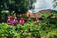 Kiprah Rini - KWT Bougenville Prabumulih, Sulap Lahan Terbengkalai Jadi Ladang Kehidupan