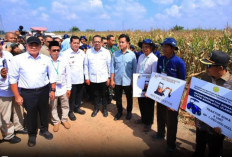 Wapres Gibran Panen Raya Jagung di Banyuasin, Tegaskan Dukungan untuk Program Presiden Prabowo