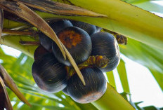 Miliki Rasa Manis dan Memberikan Energi, Ini Manfaat Buah Lontar Untuk Tubuh