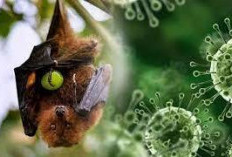 Waspada! Peneliti BRIN Deteksi Jejak Virus Nipah pada Kelelawar di Tiga Pulau Besar