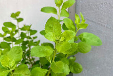 Siapa Kira Tumbuhan Ini Menyimpan Banyak Khasiat, Ini 4 Manfaat Daun Beluntas Untuk Kesehatan