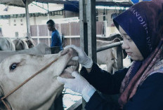 Pastikan Aman Dikonsumsi, Hewan Kurban di Kayuagung Diperiksa Ketat