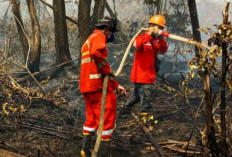 6 Hektare Lahan Terbakar di Banyuasin, Pemkab Umumkan Siaga Darurat 