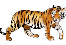 Teror Diduga Harimau di Muratara Berlangsung Empat Bulan, 10 Kerbau Warga Jadi Korban