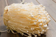 5 Cara Budidaya Jamur Enoki di Rumah yang Bebas Bakteri Listeria, Simak Penjelasannya!