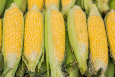 Ini 4 Manfaat Jagung Untuk Kesehatan, Salah Satunya Mendukung Kesehatan Jantung