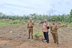 Kades dan Camat RKT Cek Lahan, Bibit Sawit Bantuan Walikota Cak Arlan sudah Ditanam
