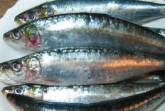 Benarkah Ikan Sarden Memiliki Banyak Manfaat Kesehatan Saat di Konsumsi? Ini Penjelasannya 
