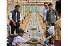 WOW! Jadi Destinasi Wisata Buah, 6.500 Bibit Melon Didatangkan Dari Luar Negeri