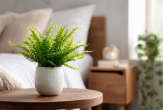 5 Tanaman Hias Terbaik untuk Kamar Tidur, Bikin Ruangan Lebih Sejuk dan Estetik