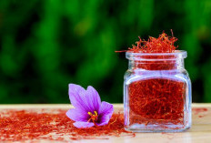 Saffron, Rempah Mahal dengan Beragam Manfaat Kesehatan