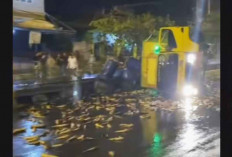 Truk Terguling, Ikan Patin Berkelimpangan di Sudirman 