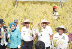 165 Hektar Luas Baku Sawah di Prabumulih: Panen Perdana Padi Inpari 32 di Kelurahan Payuputat