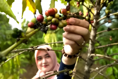 OKU Selatan Diam-diam Jadi Raja Kopi Sumsel, Ungguli Pagar Alam!