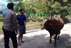 Kapolda Sumsel Salurkan Sapi Kurban ke Ponpes Darussalam Prabumulih, Perkuat Kebersamaan Jelang Iduladha
