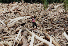 Citra Satelit hingga Satgas Dikerahkan, Telusuri Jejak Gelondongan  di Banjir Sumatera