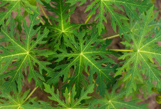 5 Manfaat Daun Pepaya yang Jarang Diketahui, dari Lawan Kanker hingga Perawatan Kulit