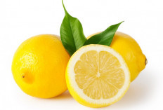 Buah Lemon Salah Satu Cara Mencegah Batu Ginjal, Baik Untuk Kesehatan Tubuh