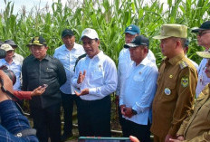 Pastikan Food Estate di Kalteg Jalan, Mentan-Wamenhan Sambangi Gunung Mas