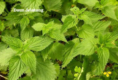 Memiliki Khasiat Alami Untuk Kesehatan, Daun Jelatang Bisa Sembuhkan Pegal Pegal