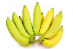 Jadi Menu Pilihan Berbuka Puasa, Ini 5 Manfaat Pisang Ambon Untuk Kesehatan