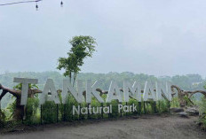 Menguak Keindahan Tersembunyi Tankaman Natural Park: Tempat Hiking dan Camping di Kaki Gunung Merapi