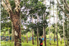Komoditas Karet Menurun, Warga Prabumulih Diarahkan Menanam Sawit