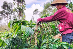 Harga Kopi Robusta Semendo Turun 