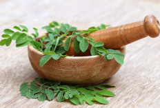 7 Manfaat Daun Kelor bagi Kesehatan yang Jarang Diketahui