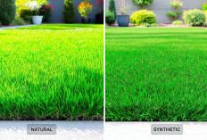 Rumput Asli vs Rumput Sintetis, Mana yang Lebih Cocok untuk Taman Rumah?