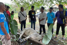 Sinergi BSI - PWI Prabumulih, Tebar Manfaat Kurban Idul Adha 1446 H