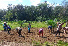 Dukung Nawacita, Polsek RKT Prabumulih Tanam Jagung di Lahan Milik Warga Desa Jungai 