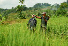 BRI Genjot Penyaluran KUR hingga Rp83,88 Triliun di Semester I 2025, Sektor Pertanian Jadi Andalan