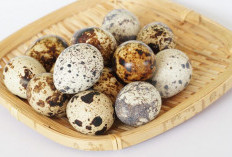 6 Khasiat Telur Puyuh yang Jarang Diketahui untuk Tubuh Sehat