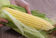 Manfaat Jagung Manis: 7 Masalah Kesehatan yang Bisa Diringankan