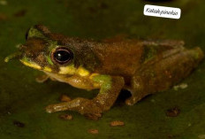 5 Hewan Langka yang Jarang Diketahui dan Terancam Punah