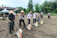 Prabumulih Genjot Swasembada Pangan, Kapolres - Wawako Tanam Jagung Serentak di Muara Sungai