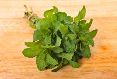 Rahasia Alami Kesehatan Daun Mint, Menyegarkan Mulut Hingga Membantu Meredakan Stres