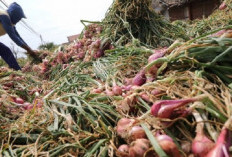 Cabai hingga Kubis: Sayur dari Sumsel Membanjiri Pasar Nasional